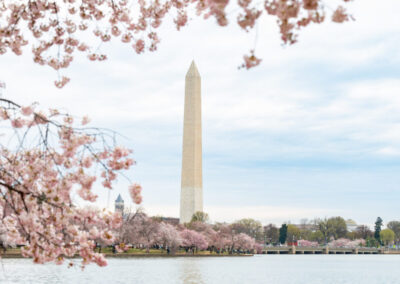 1 Cherry Blossom Collection neighborhood